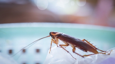 Насекомые являются переносчиками разнообразных инфекций, многие из которых очень опасны, портят вещи, еду и нагло кусают людей, при этом вызывая аллергические реакции и зуд.